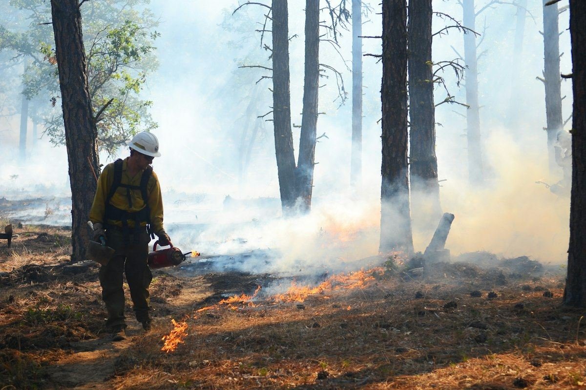 Firefighter conducting a controlled burn in a smoky forest.