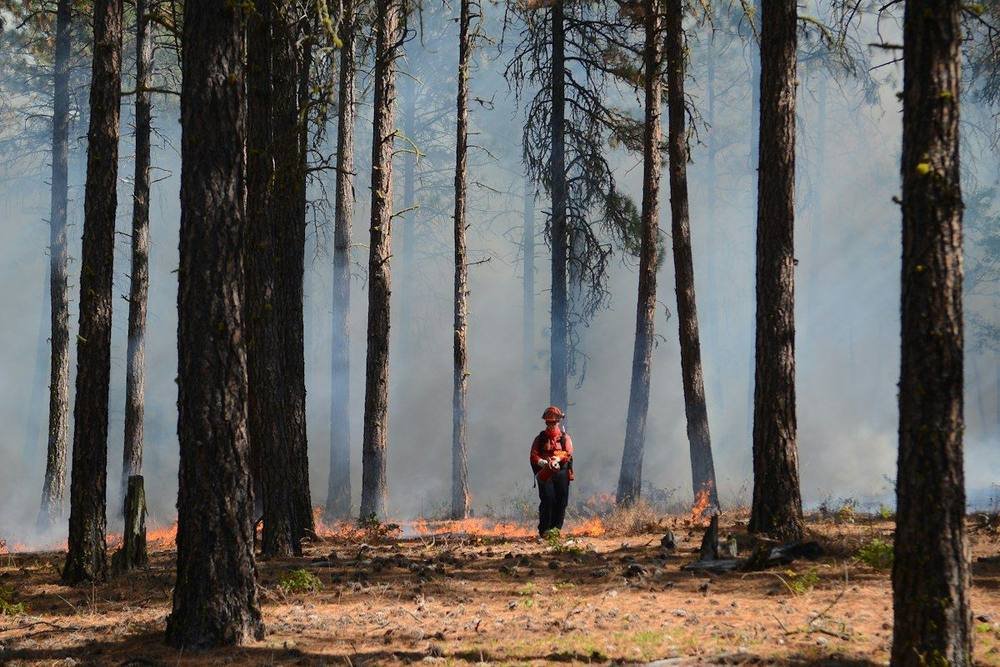 Firefighter in a smoky forest during a controlled burn
