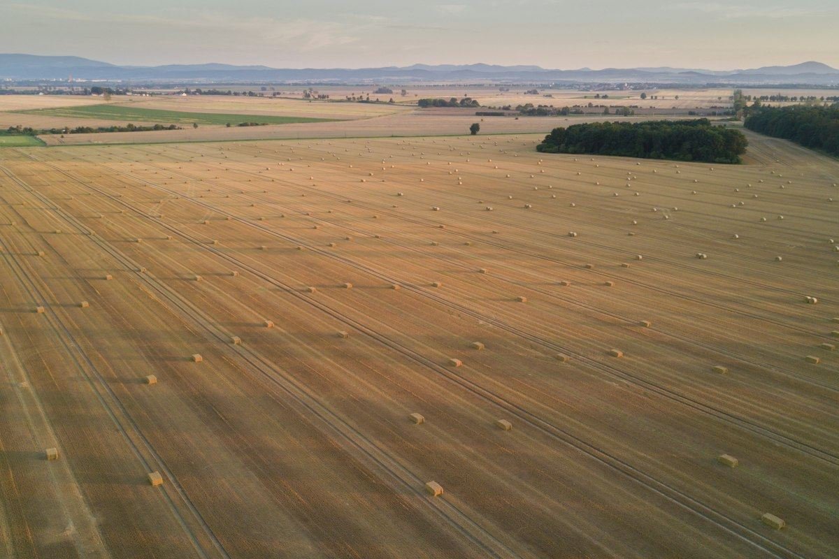 open fields surrounded with trees and grass