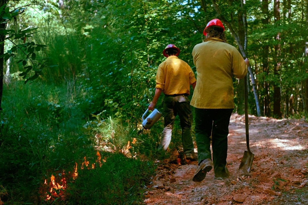 Firefighters work to control a forest fire