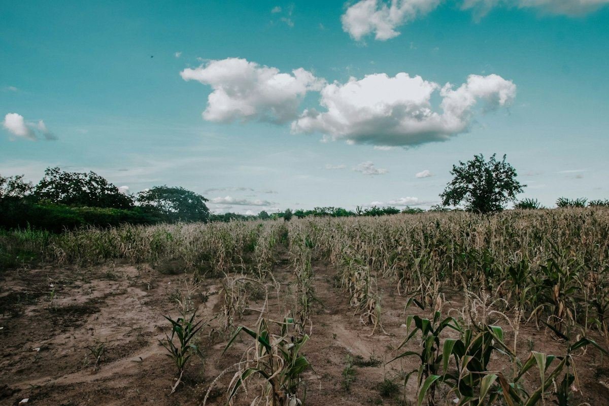 A dry cornfield under a blue sky with clouds
