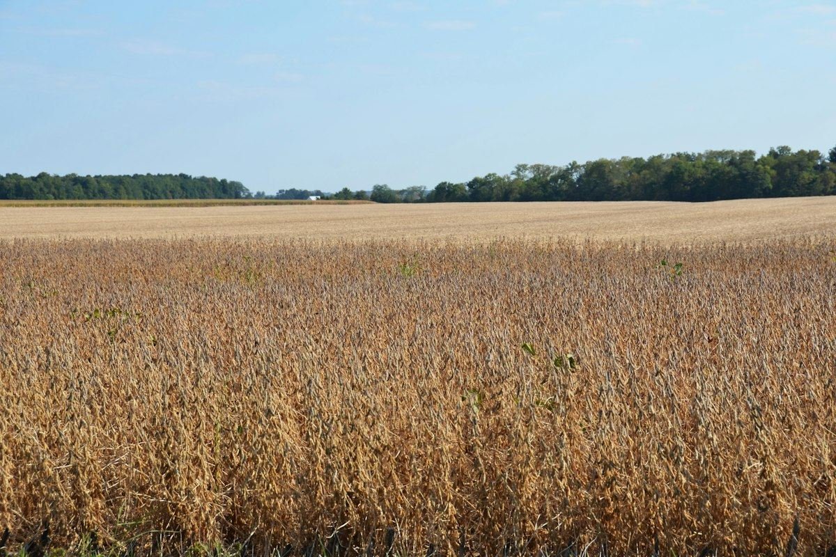 A vast field of dry crops under a clear sky