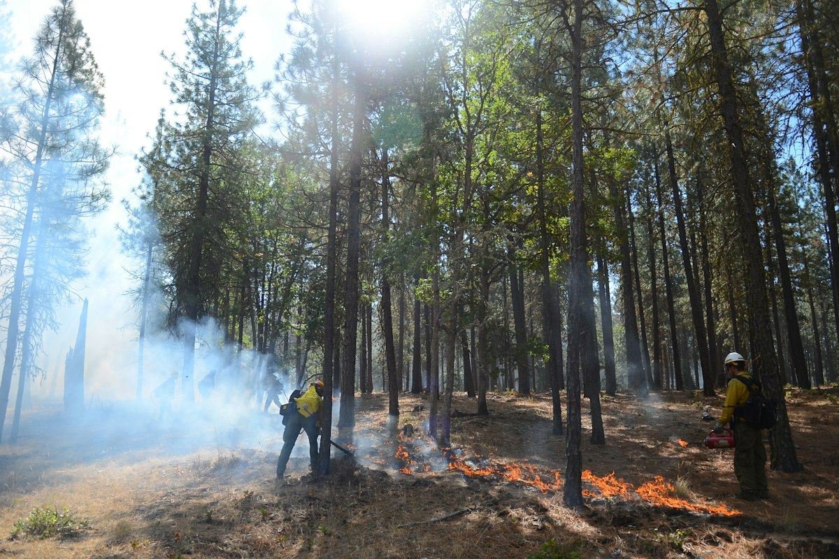 Firefighters manage a prescribed burn in a sunlit forest