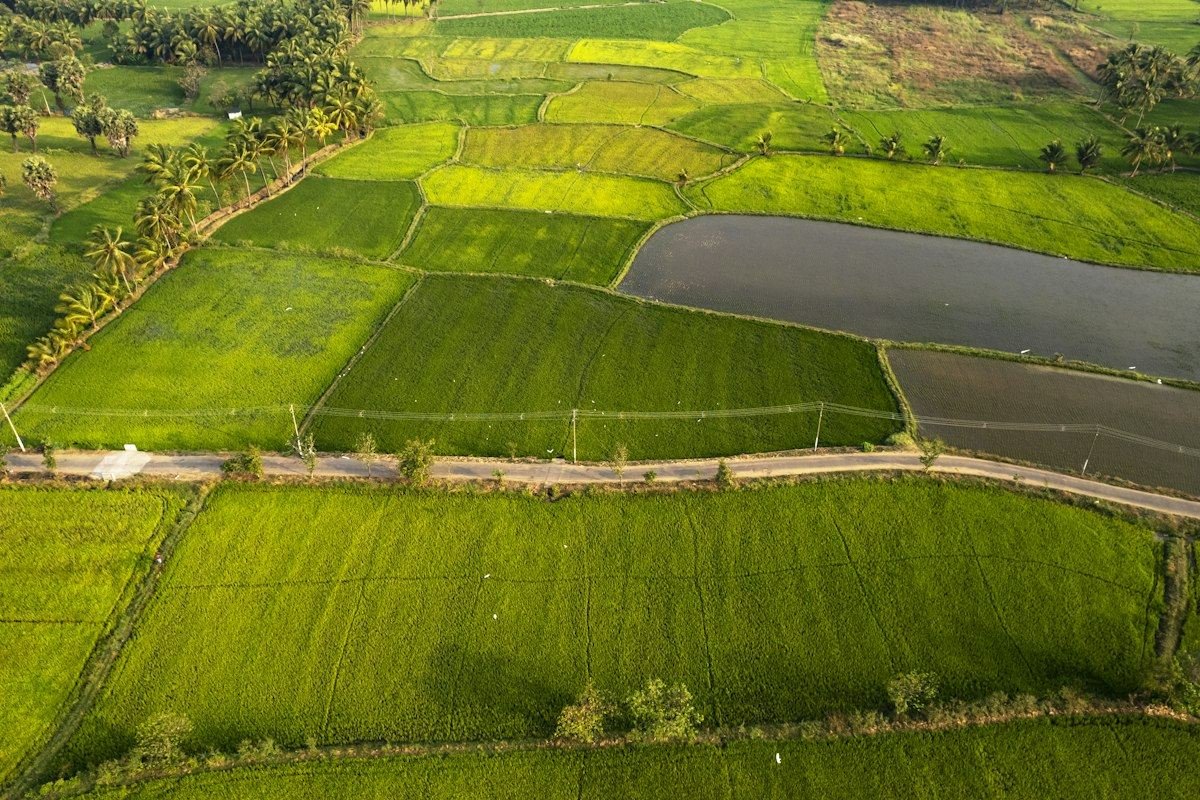 Vibrant green agricultural fields with water channels