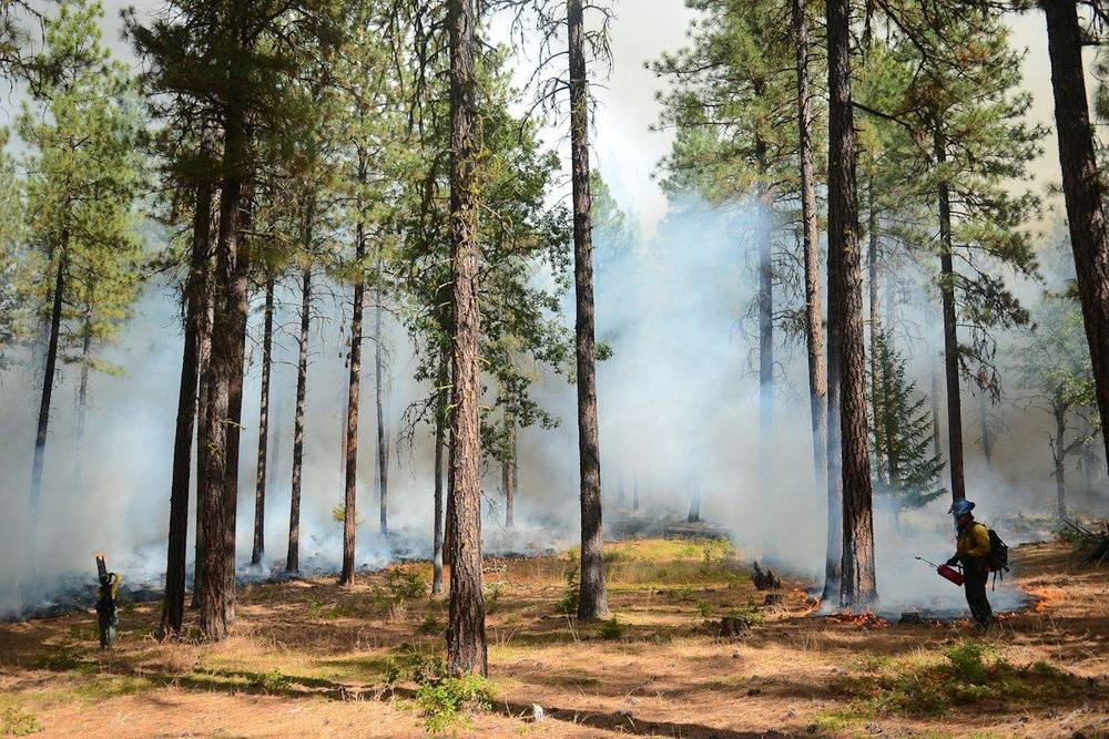 A firefighter works amidst smoke and fire in a forest