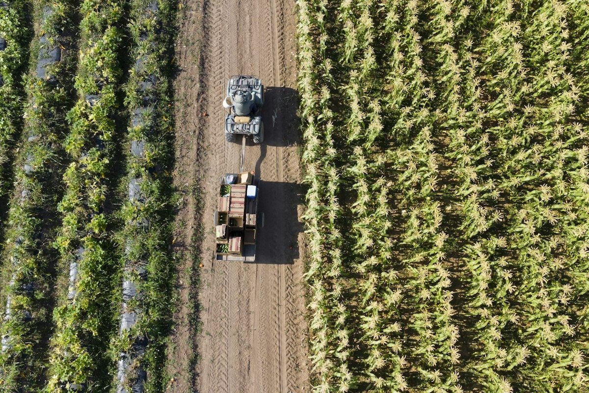 Tractor harvesting crops in a field